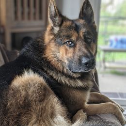 Zen - German Shepherd