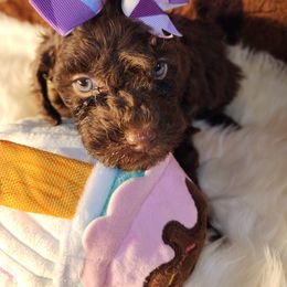 Goldendoodle Puppies from Ds_minidoodles