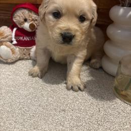 Acutie - Light golden female Golden Retriever puppy in Grant County, Indiana from On The Sunny Side Pavey Farms