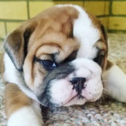 English Bulldog Puppies from LydyBug Bulldogs
