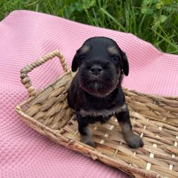 Anchor - Black and tan male Schnoodle puppy in Lathrop, Missouri from RR Schnoodles