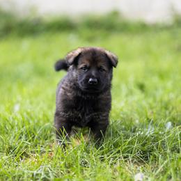 German Shepherd Puppies from Zwinger Vom Rabenauge