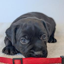 Roman Candle - male Patterdale Terrier puppy in Yucaipa, California from Moormont Kennels