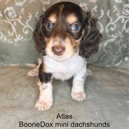 Atlas - Piebald male Dachshund puppy in Lexington, Oklahoma from BooneDox Miniature Dachshunds