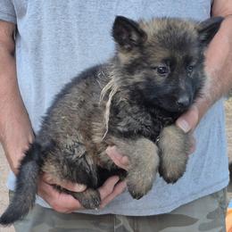 Girl 1 - Sable female German Shepherd puppy in Lake George, Colorado from High Country German Shepherds