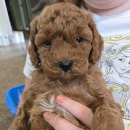 Ranger - Red male Cavapoo puppy in Blackfoot, Idaho from Rocky Desert Goldens and Cavaliers