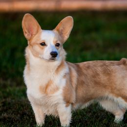 Mable - Pembroke Welsh Corgi