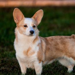 Mable - Pembroke Welsh Corgi