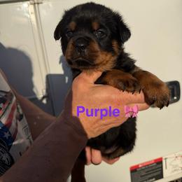7th pick female - Black and mahogany female Rottweiler puppy in Lyons, Indiana from White River Rottweilers