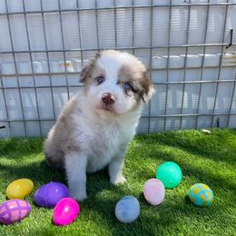 Gunner - Red merle Australian Shepherd puppy in Buckeye, Arizona from Wranglin Aussies