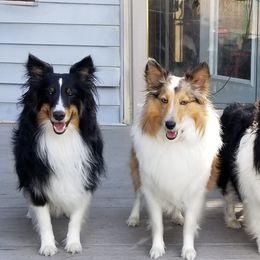 Shetland Sheepdogs from Celebrity Shelties