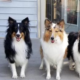 Shetland Sheepdogs from Celebrity Shelties