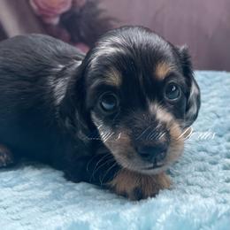 Scarlett - Dapple female Dachshund puppy in Jena, Louisiana from Amy’s Mini Doxies