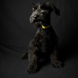 Belle, female - Black female Giant Schnauzer puppy in St George, Utah from Schnauzer Ranch