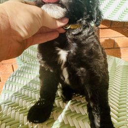 Sheepadoodle Puppies from Boujie Doo’s