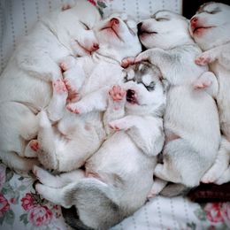 Siberian Husky Puppies from Tugline Siberians