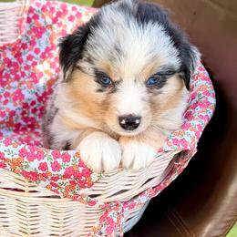 Purple collar - Blue merle female Miniature Australian Shepherd puppy in 32046, Florida from River Hill Ranch