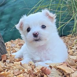 Maeve - White female Maltese puppy in Aurora, Missouri from KnJ Precious Paws LLC