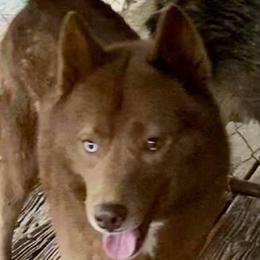 Siberian Huskies from Siberians of WildHeart