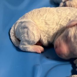 Girl 4 - Cream Poodle puppy in Sherman, Texas from Ruth’s Poodles