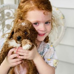 Goldendoodle Puppies from Labradoodleday