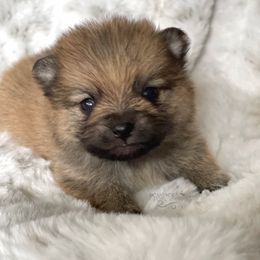 Pomeranian and Pomsky Puppies from Designer Pomeranians