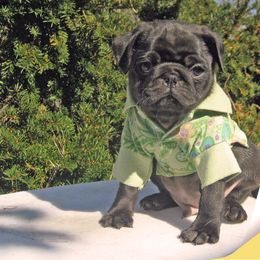 Pug Puppies from Pug Puppies of Boston