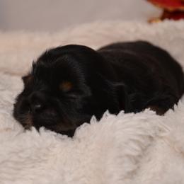 Asher - Black male Shih Tzu puppy in Magnolia, Texas from Furbourne Farms