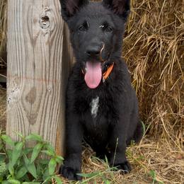 K male - Black male German Shepherd puppy in Midway, Kentucky from Von Charry German Shepherd’s