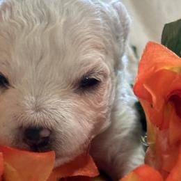 Bichon Frises from Johnson's Pups
