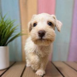 Bingo - Wheaten male Miniature Schnauzer puppy in Lufkin, Texas from C&K’s Schnauzer House