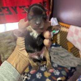 Traditional boy black head - Black and tan male Yorkshire Terrier puppy in Ohio from Britt n Cindys Yorkshire Terriers