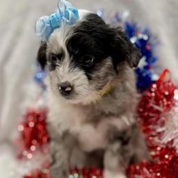 Yellow collar toy - Blue merle female Aussiedoodle puppy in 32046, Florida from River Hill Ranch
