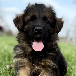 Ranger - Black and red male German Shepherd puppy in Johnstown, Ohio from Vom Haus Neufus