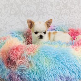 Chihuahua and Labrador Retriever Puppies from Gold Country Chihuahuas