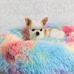 Chihuahua and Labrador Retriever Puppies from Gold Country Chihuahuas