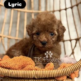 Lyric - Red  female Poodle puppy in Belleville, New Jersey from TK Poodles