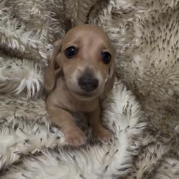 DO NOT FILL OUT APPLICATION UNLESS SERIOUS - Cream male Dachshund puppy in Wisconsin from Sabe and Shabe’s Doxies