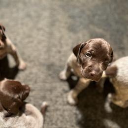 AKC Boy 1 - Liver roan male German Shorthaired Pointer puppy in Bluefield, Virginia from Harris Enterprise & Kennels LLC