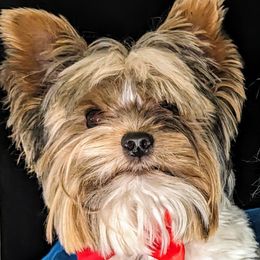 Nash - Yorkshire Terrier