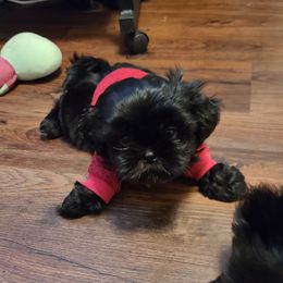 Shih Tzus from Paradise Farm Shih Tzu