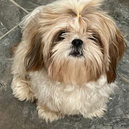 Lucy - Shih Tzu