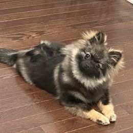 Pomeranian Puppies from Bougie Pomz