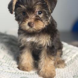 Honey - Chocolate and tan female Yorkshire Terrier puppy in Palmdale, California from Pucci Pawfect