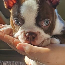 Boston Terriers from Kingdom Hills Farm