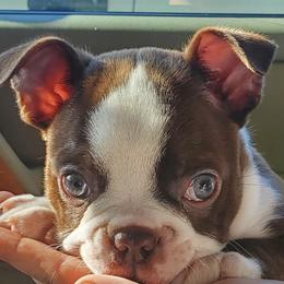 Boston Terriers from Kingdom Hills Farm