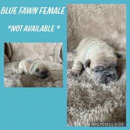 French Bulldog Puppies from Hobbs Family Frenchies