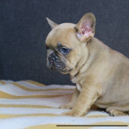 Boston Terrier and French Bulldog Puppies from High Plains