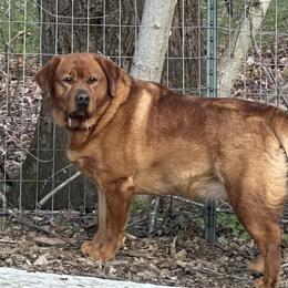 Penny - Labrador Retriever