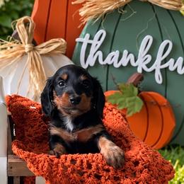 Amora - Black and tan female Dachshund puppy in Kissimmee, Florida from Barkvenger Dachshunds